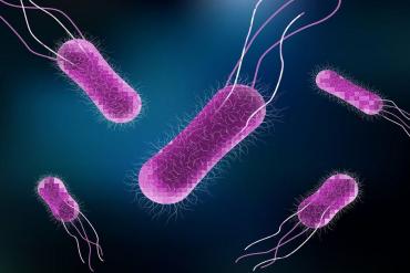 370x247 vi khuan salmonella 2